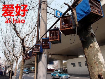 中国の街に並んだ鳥かご