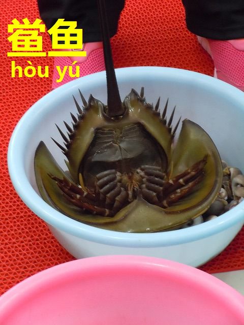 天然記念物を食べる 食のワンダーランド カブトガニ 鲎鱼 今すぐ中国語