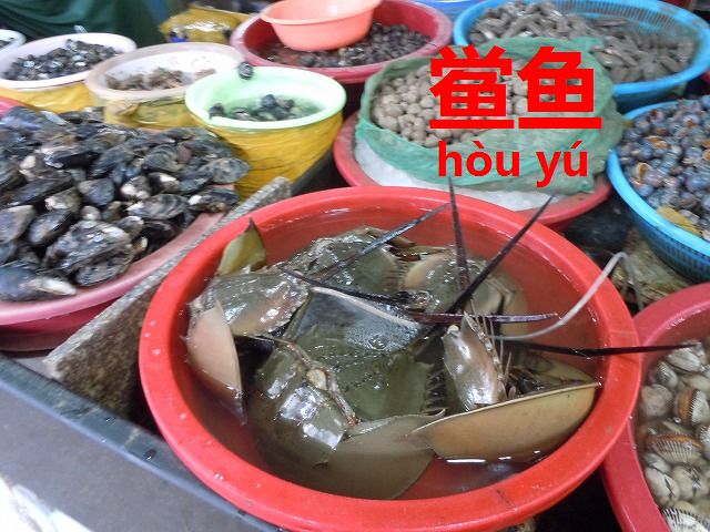 天然記念物を食べる 食のワンダーランド カブトガニ 鲎鱼 今すぐ中国語