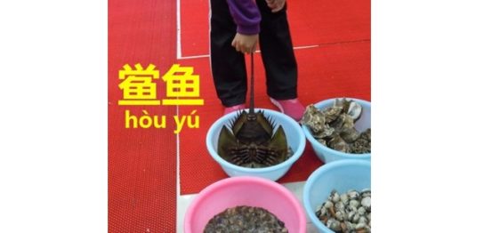 中国語でカブトガニ