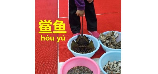 中国語でカブトガニ