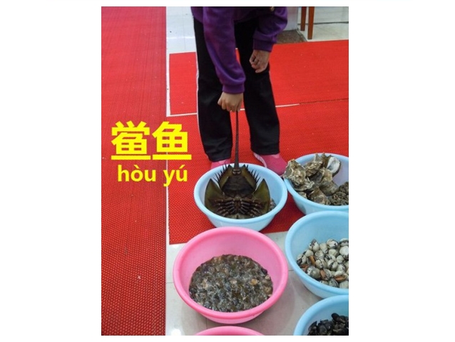 天然記念物を食べる 食のワンダーランド カブトガニ 鲎鱼 今すぐ中国語