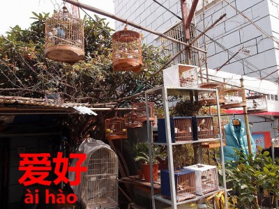 数多い種類の鳥かご