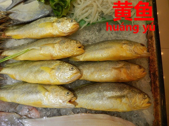 上海近郊華東地域が愛してやまない魚とは イシモチ 黄鱼 今すぐ中国語