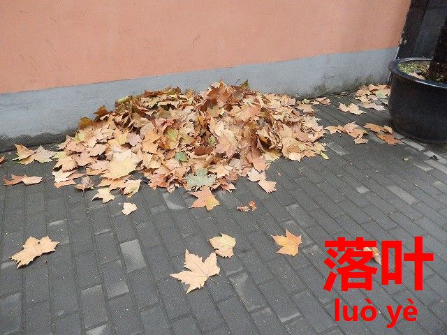 シンシンと足音が聞こえ始めた冬の合図 落葉 葉が落ちる 落叶 今すぐ中国語