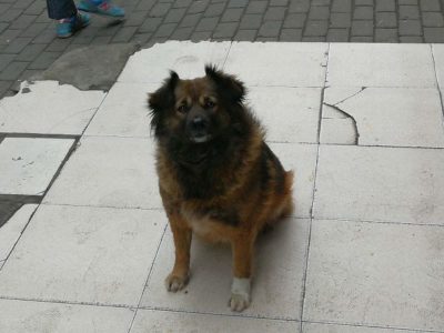 戌年の野良犬