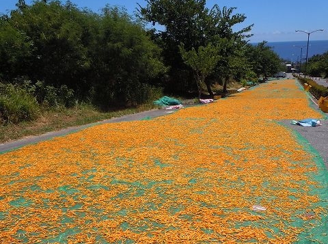 道路で干される金針花