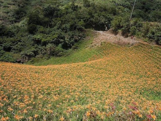 山肌に咲く金針花