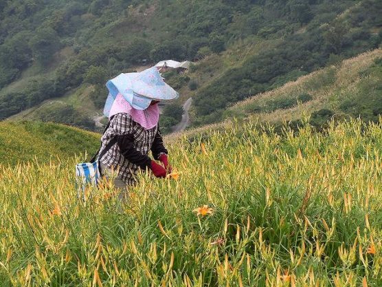 花を摘む台湾人